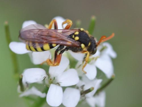 Nomada goodeniana